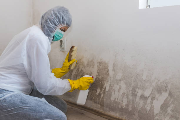 Best Mold Cleaning Services  in Half Moon, NC