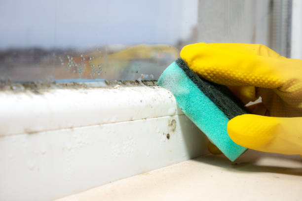 Best Water Damage Restoration  in Half Moon, NC