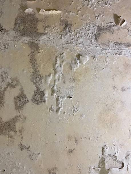 Best Local Mold Removal Service  in Half Moon, NC