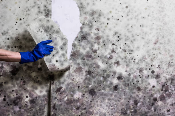 Half Moon, NC Mold Removal Company